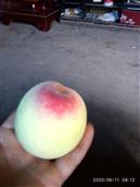 西湖村 特产最好的桃子