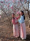 老井村 2020年的春天，老井村环山路边的桃花开啦，带着孩子们一起感受春天的美好！
