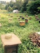 路下村 路下蜂蜜场