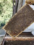 乌钵池村 纯天然，无污染土蜂蜜