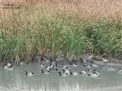 桐安村 池塘里的鸭群
