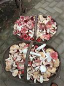 北沟村 红蘑菇