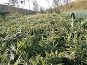 山东省,烟台市,海阳市,行村镇,夼里村