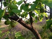 山东省,烟台市,海阳市,行村镇,夼里村