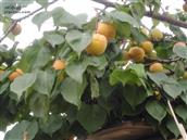 王家道口村 可爱诱人的杏子快熟了。