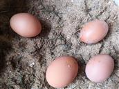 泽库村 今天有一只鸡下了一个双黄蛋，左下角的那只就是双黄蛋。