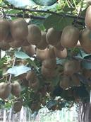 石人坡村 农夫（安丘）猕猴桃种植合作社