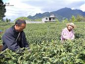 陕西省,安康市,紫阳县,城关镇,双坪村