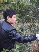 陕西省,安康市,紫阳县,城关镇,双坪村