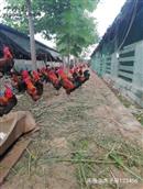 一空桥村 散养土公鸡，生态散养，生长周期长，肉质鲜美，紧凑，肥而不腻，s绿色无抗，电话18253653074微信同号。