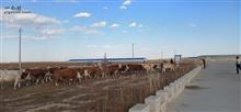 新立嘎查村 集体经济肉牛养殖