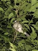 赵庄村 恬静的夜晚，路边的绿化树上，小鸟在安静歇息，睡吧睡吧……