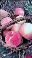 大沟村 大沟村的甜桃，是大沟的特产之一，桃园在河一西大顶子一下偏僻的丘陵地，桃园用百米的深井常年灌溉，所以很甜，