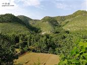 山东省,淄博市,淄川区,太河镇,黑山村