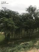 河北省,衡水市,故城县,武官寨镇,军王庙村