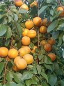 西新庄村 村里生长的大黄杏