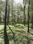丹麻寺村 夏日的丹麻寺村河滩的树林子