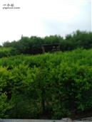 后新庄村 我的果树园.盛凉好去处.