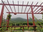 山东省,临沂市,费县,新庄镇,祥和村