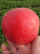 湖北省,随州市,随县,万和镇,宗湾村