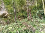 杉树村 这里盛产毛竹笋。