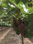常丰村 红阳村亿森农庄葡萄，环保无汚染。