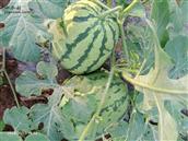 湖北省,随州市,随县,万和镇,宗湾村