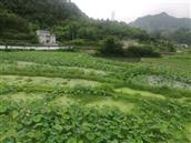 安徽省,宣城市,绩溪县,板桥头乡,下溪村