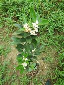 广西,贵港市,桂平市,西山镇,上垌村