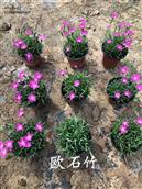 山东省,潍坊市,青州市,黄楼街道,卢坊村