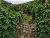 郑山村 村路两侧，菜园种植着无公害绿色蔬菜