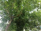 闻马庄村 这是核桃树