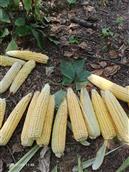 湖北省,随州市,随县,万和镇,宗湾村