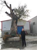 张岭村 张岭村老加工厂里的那棵皂角古树·摄于2019·12月