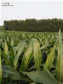 山东省,泰安市,新泰市,泉沟镇,王家庄村