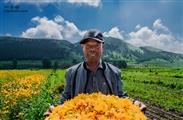 清三营村 《喜收金莲花》
金莲花，是很好的饰用花卉，并具有药用价值。
崇礼区清三营村，充分利用当地资源和气候条件，大力发展绿色产业种植，成片的金银花喜获丰收。