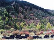 古尔沟村 悠闲的牦牛在彩林中行进
