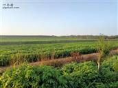 山东省,烟台市,招远市,夏甸镇,东宅科村