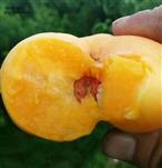 山东省,烟台市,招远市,夏甸镇,薄家村