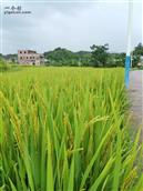 七朱村 七珠村的-农家水稻