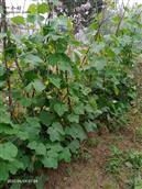 湖北省,随州市,随县,万和镇,宗湾村