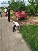 陕西省,咸阳市,泾阳县,桥底镇,寨子沟村