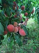 陕西省,咸阳市,泾阳县,桥底镇,寨子沟村