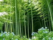 社田村 记忆中的社田锦江河畔的竹林。