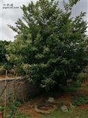仁良村 我家的板栗树为什么结的果都是空壳的多？