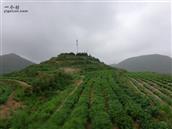 山东省,日照市,莒县,城阳街道,大崖头村