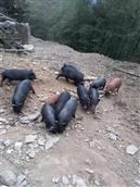 史家院村 史家院村好汉山农场生态黑猪。