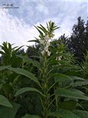 小留固村 芝麻开花节节高