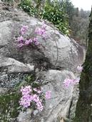 龙王村 这里空气就是好，石头上小野花格外耀眼！