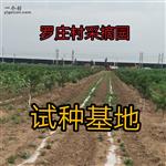 山西省,大同市,云州区,党留庄乡,罗庄村